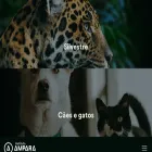 amparanimal.org.br amparanimal.org.br
