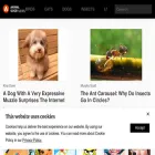 animalgoodnews.com