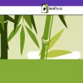 avidpanda.com