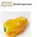 beardeddragonhaven.com