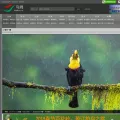 birdnet.cn birdnet.cn