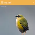 birdoftheyear.org.nz