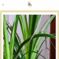 bloomandbumble.com