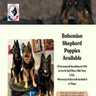 bohemiandogsinamerica.com bohemiandogsinamerica.com