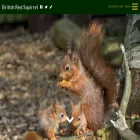 britishredsquirrel.org