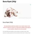 bursakopek.com.tr bursakopek.com.tr