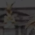 cabionline.com