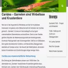 caridea.de caridea.de