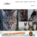cattitudedaily.com cattitudedaily.com