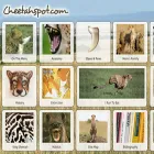 cheetahspot.com