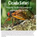 cicadasafari.org