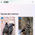 cojo.ru