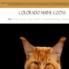 coloradomainecoons.com coloradomainecoons.com