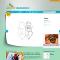 colorirdesenhos.com colorirdesenhos.com
