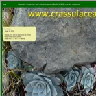 crassulaceae.com crassulaceae.com