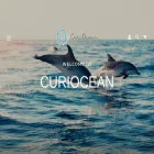 curiocean.com