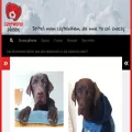 czerwonypiesek.pl czerwonypiesek.pl