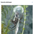danmarks-edderkopper.dk danmarks-edderkopper.dk