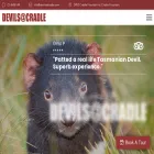devilsatcradle.com devilsatcradle.com