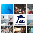 dolphinembassy.org dolphinembassy.org