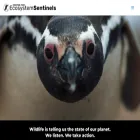 ecosystemsentinels.org ecosystemsentinels.org