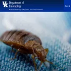 entomology.ca.uky.edu entomology.ca.uky.edu