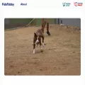 fidotabby.com fidotabby.com