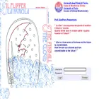 flipper.diff.org