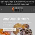 geckodaddy.com