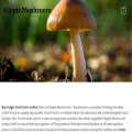 hippiemushroom.com hippiemushroom.com