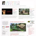 jacopofo.com jacopofo.com