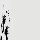 livesurf.net