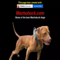 machobuck.com machobuck.com