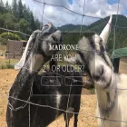 madronegrown.com