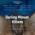 minuet-kitten.com