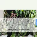 myjungleshack.com.au