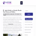 nature-en-fete.com