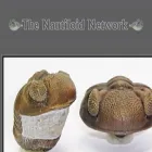 nautiloid.net nautiloid.net