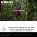 orangutan.org.uk