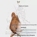 pajaricos.es pajaricos.es
