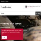 pecanbreeding.uga.edu pecanbreeding.uga.edu