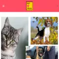petyolo.org petyolo.org