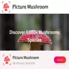 picturemushroom.com