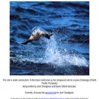 pinniped.net