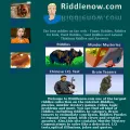 riddlenow.com