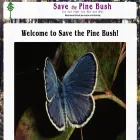 savethepinebush.org savethepinebush.org