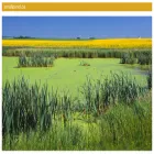 smallpond.ca