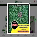 starfide.com starfide.com