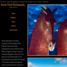 stuartnicolphotography.com