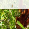 sumatranorangutan.org